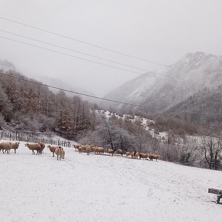 فندق Family Owned Self Sufficient Eco Farm Tara بلييفليا المظهر الخارجي الصورة