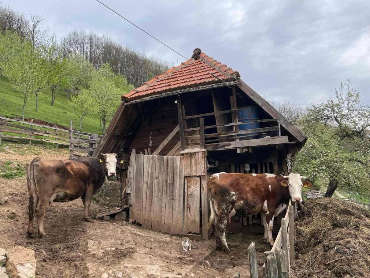 فندق Family Owned Self Sufficient Eco Farm Tara بلييفليا المظهر الخارجي الصورة
