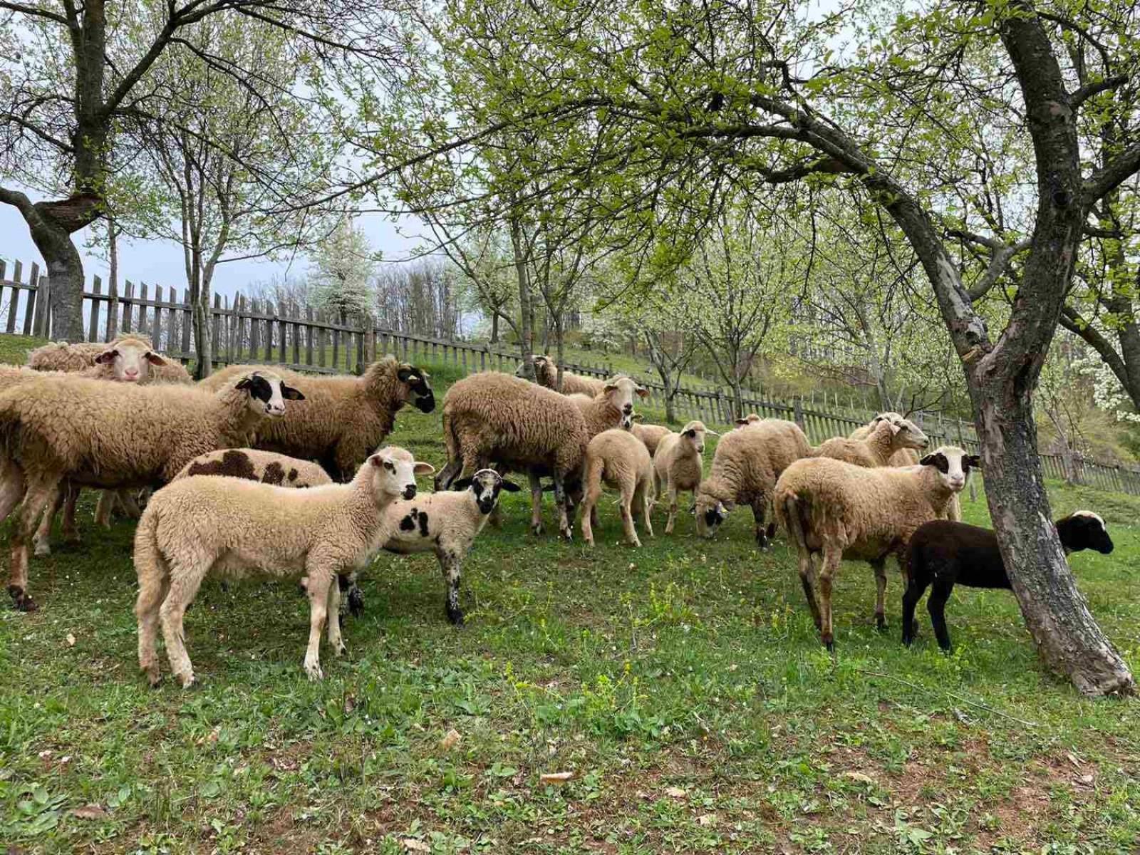 فندق Family Owned Self Sufficient Eco Farm Tara بلييفليا المظهر الخارجي الصورة