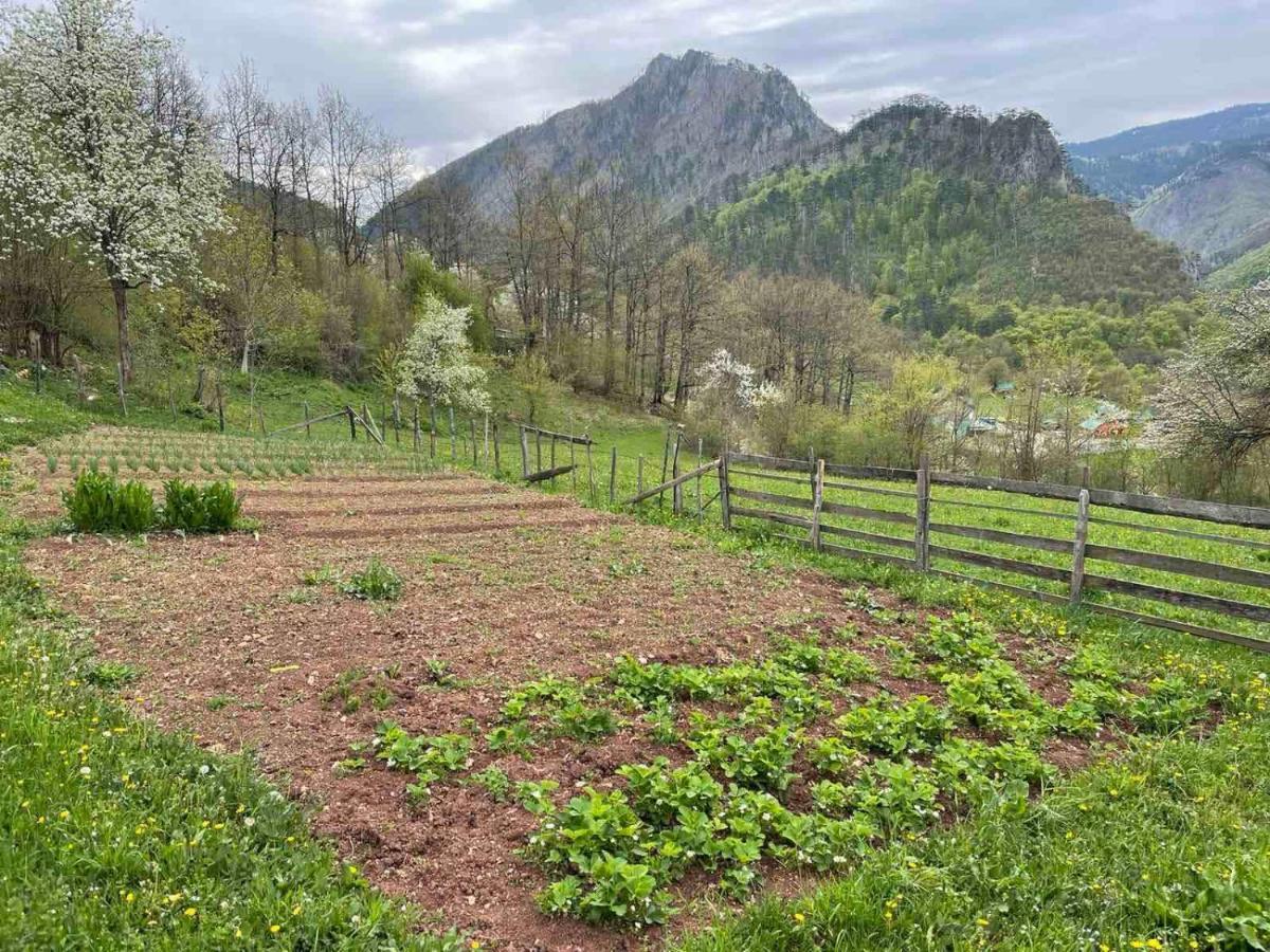 فندق Family Owned Self Sufficient Eco Farm Tara بلييفليا المظهر الخارجي الصورة