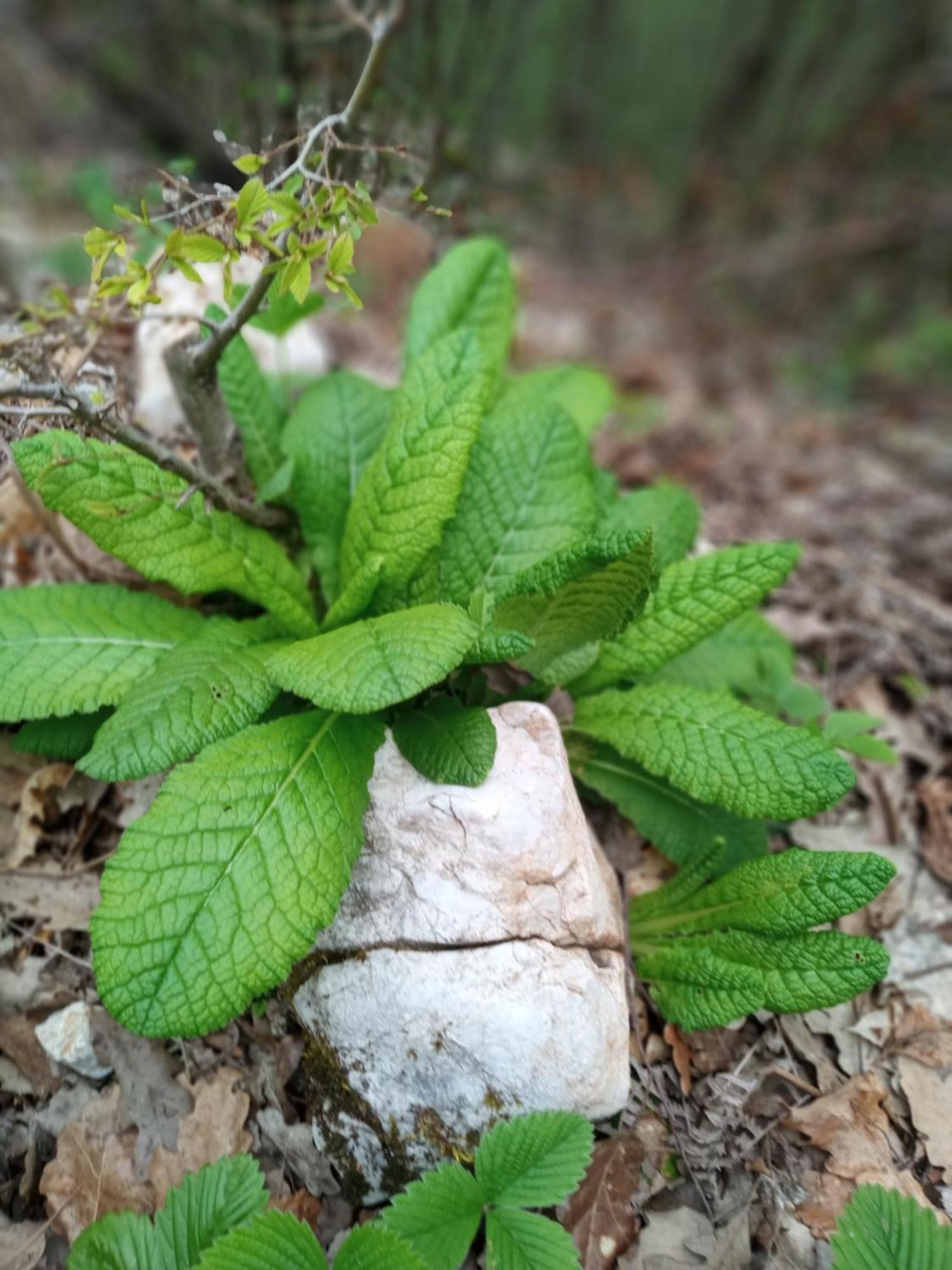 فندق Family Owned Self Sufficient Eco Farm Tara بلييفليا المظهر الخارجي الصورة