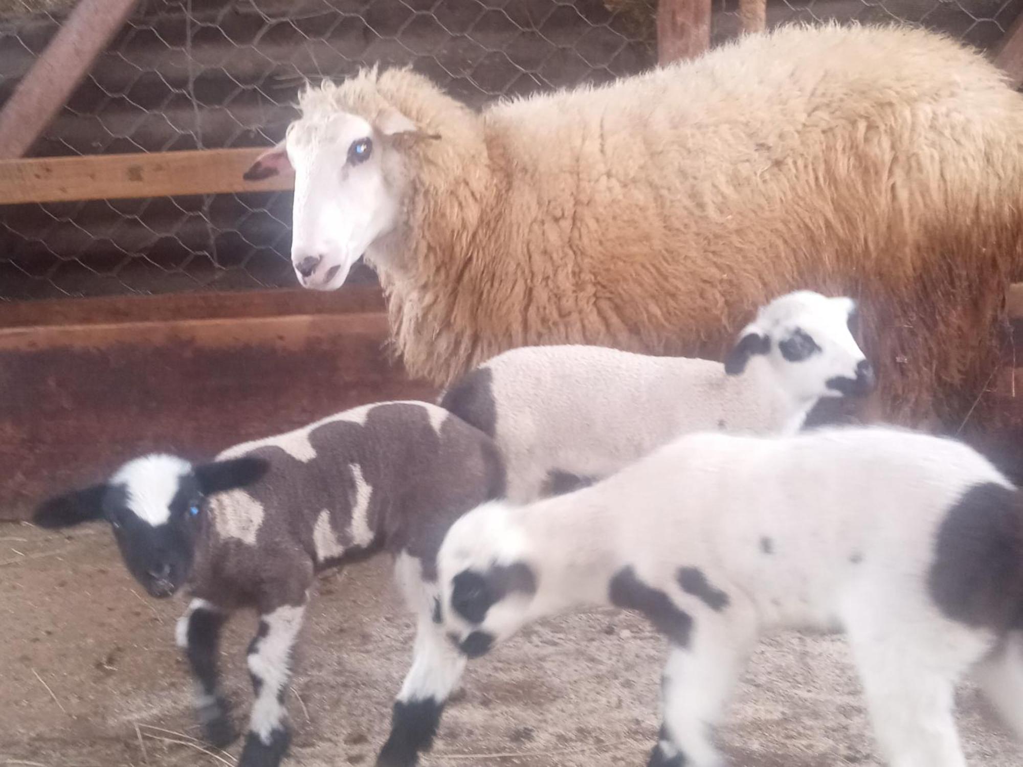 فندق Family Owned Self Sufficient Eco Farm Tara بلييفليا المظهر الخارجي الصورة
